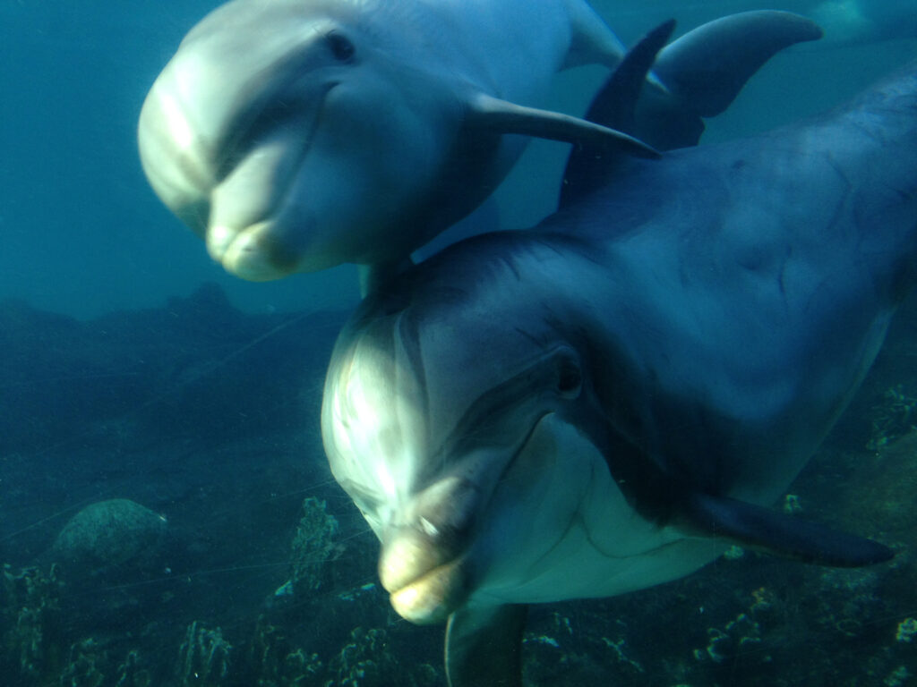 avistamiento de ballenas y delfines bajo el mar white tenerife