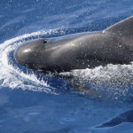 Read more about the article The 5 secrets of the pilot whale of Tenerife:<br>Fifth secret
