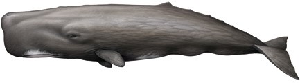 You are currently viewing Sperm whale (Physeter macrocephalus)