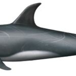 Read more about the article Pilot whale (Grampus griseus)