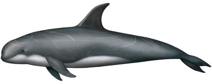 You are currently viewing Pilot whale (Grampus griseus)