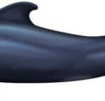 Read more about the article Short-finned Pilot Whale (Globicephala macrorhynchus)
