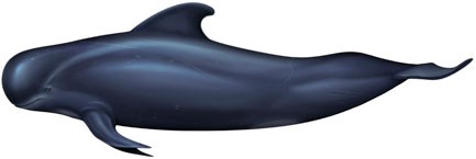 Read more about the article Short-finned Pilot Whale (Globicephala macrorhynchus)