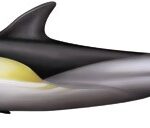 Read more about the article Common dolphin (Delphinus delphis)
