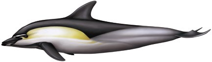 En este momento estás viendo Delfín común (Delphinus delphis)