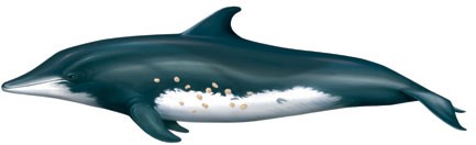 Delfín de diente rugoso