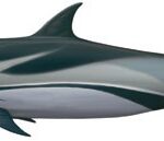 Read more about the article Striped dolphin (Stenella coeruleoalba)
