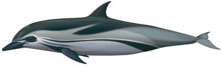 Read more about the article Striped dolphin (Stenella coeruleoalba)