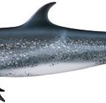 Read more about the article Atlantic spotted dolphin (Stenella frontalis)