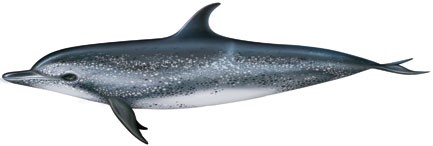 You are currently viewing Atlantic spotted dolphin (Stenella frontalis)