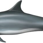 Lee más sobre el artículo Delfín mular (Tursiops truncatus)