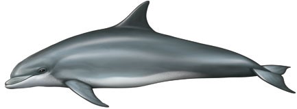 You are currently viewing Bottlenose dolphin (Tursiops truncatus)