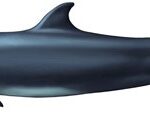 Lee más sobre el artículo Falsa orca (Pseudorca crassidens)