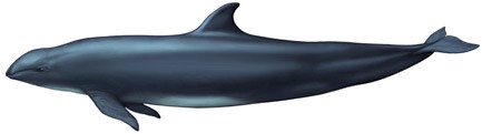You are currently viewing False killer whale (Pseudorca crassidens)