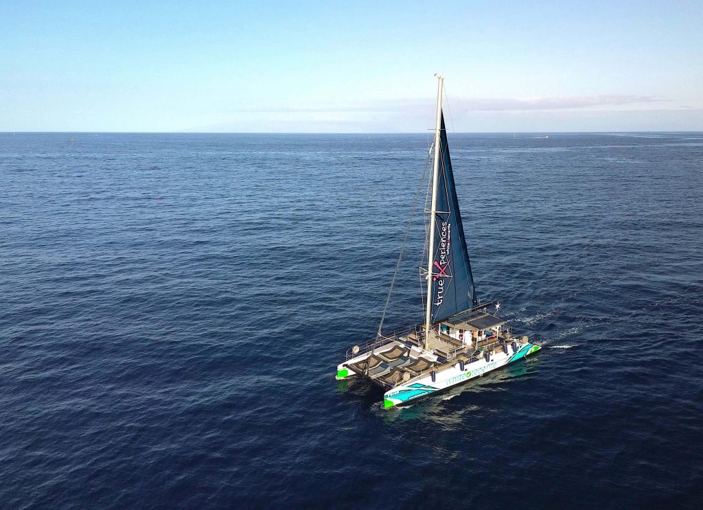 ParadiseEco catamaran avistamiento de ballenas Tenerife proa