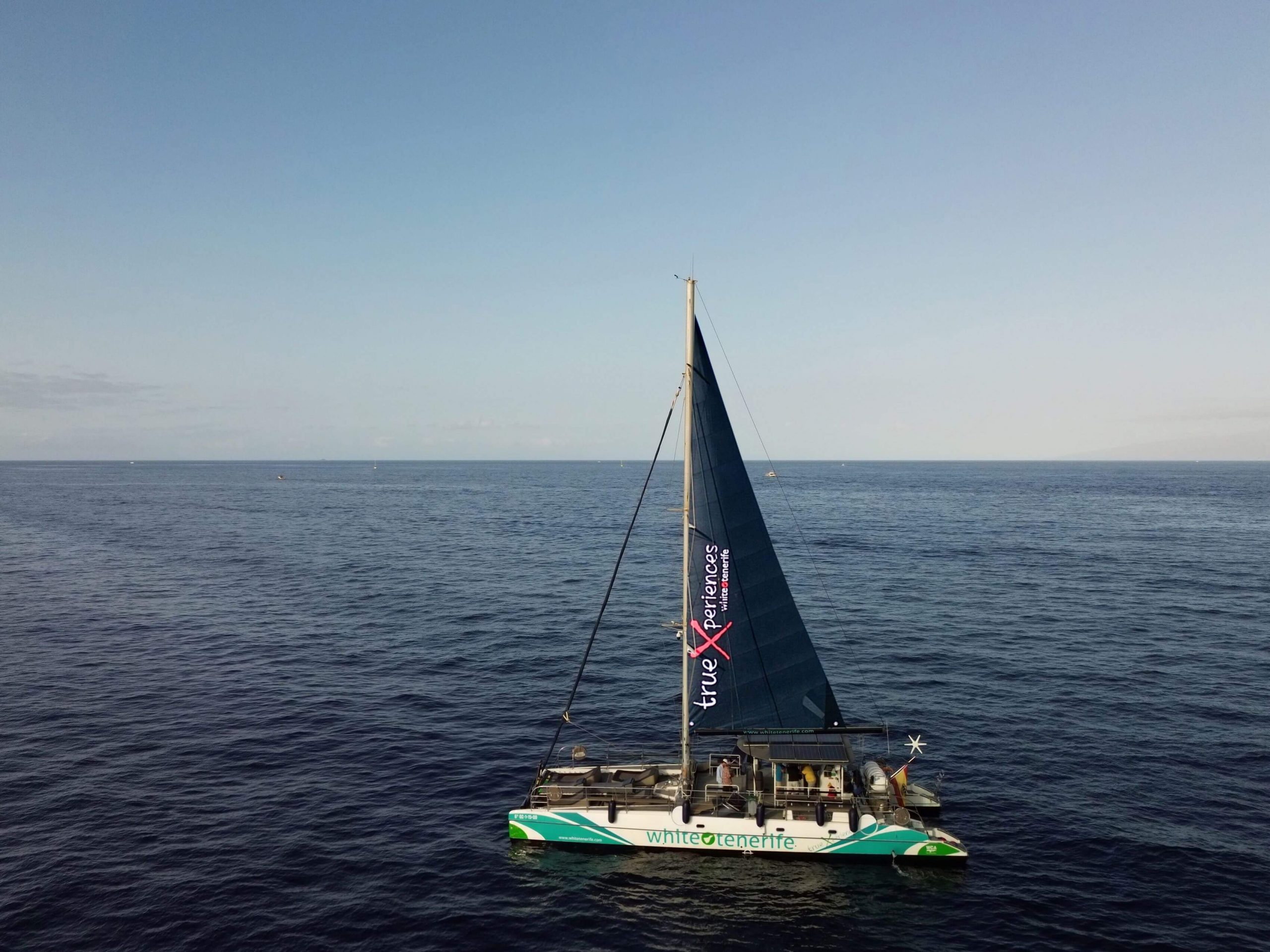 Catamarán Paradise, avistamiento de ballenas Tenerife - White Tenerife
